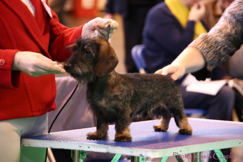 Crufts2011_2 476.jpg